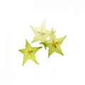 杨桃星视频app