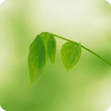 绿茶播放器