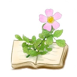 微微本草app